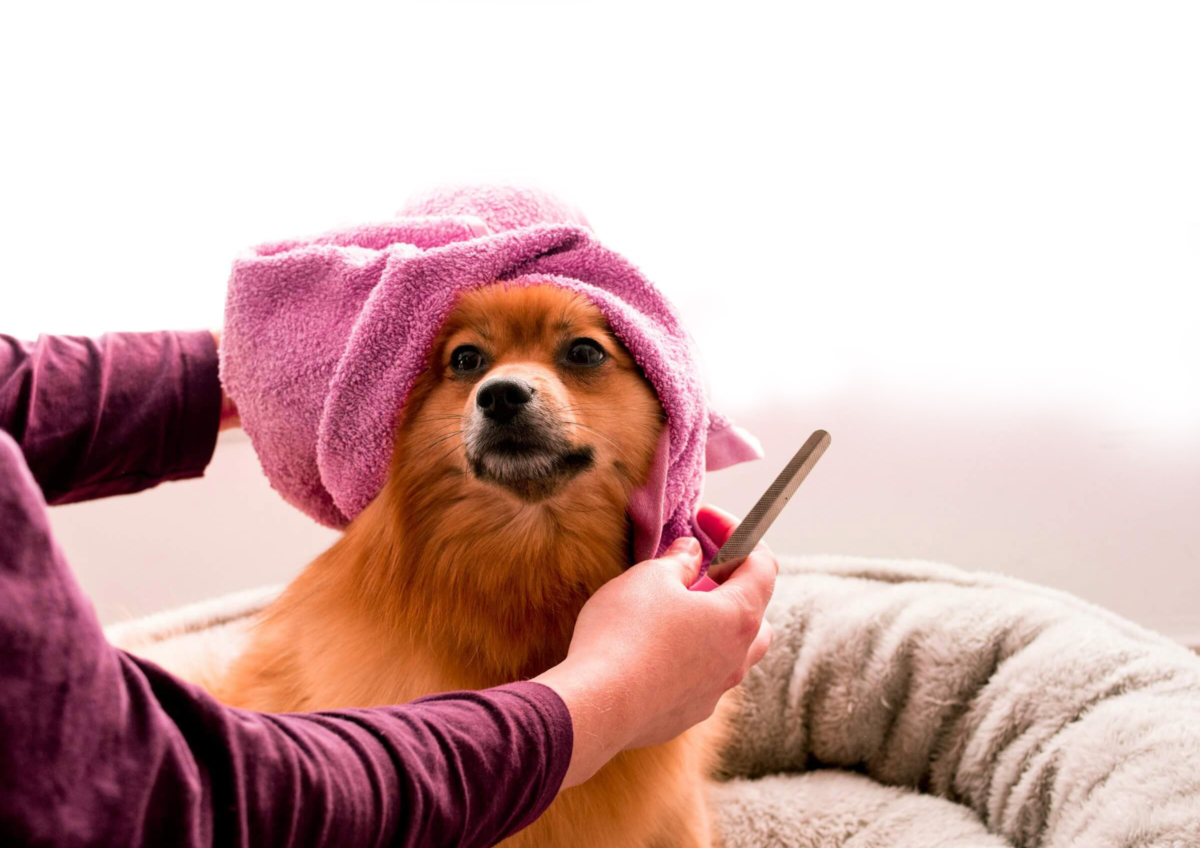Pet Spa