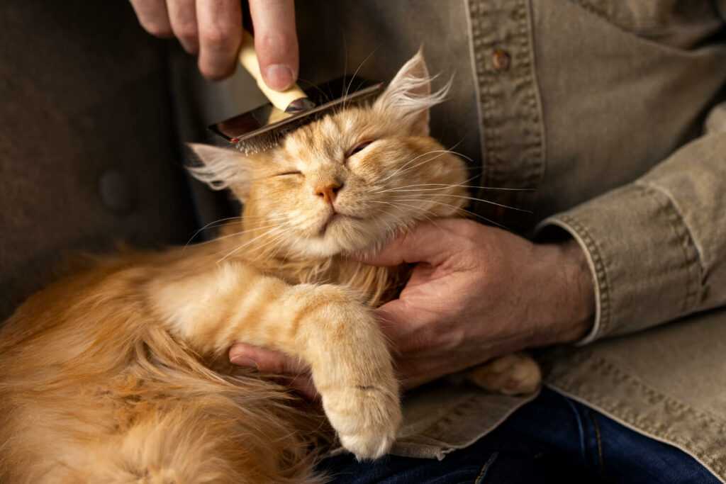 happy cat being groomed