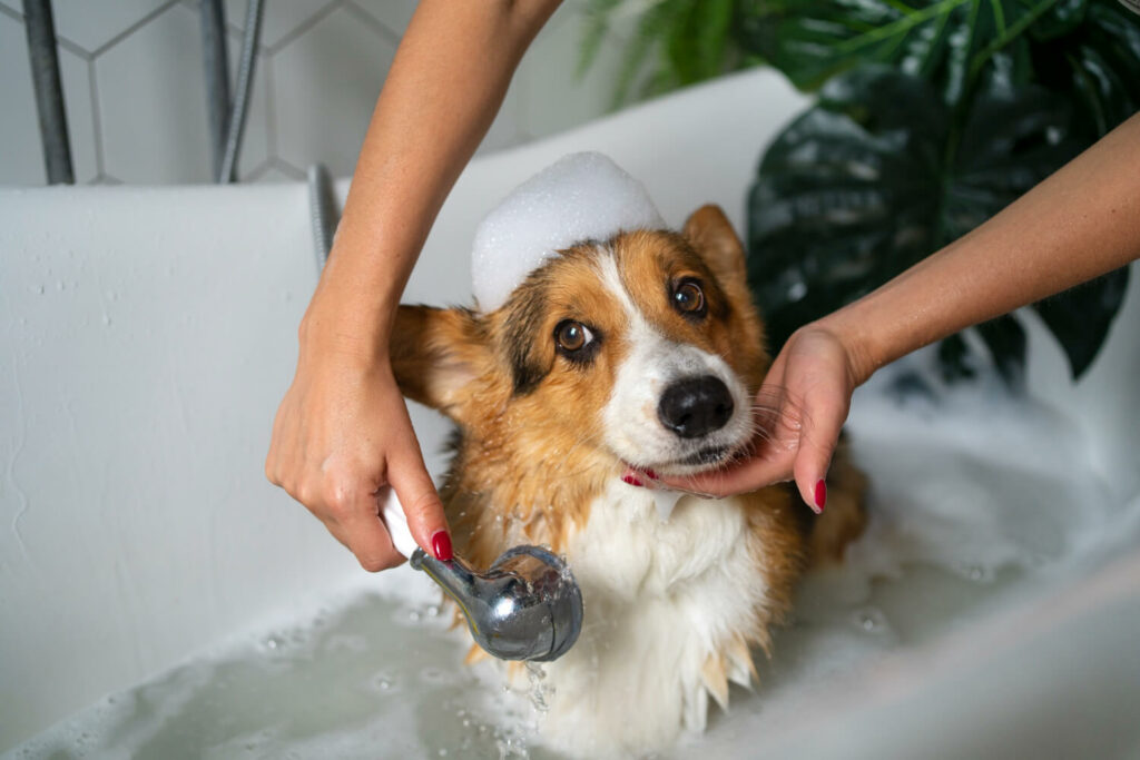 picture of a dog bath