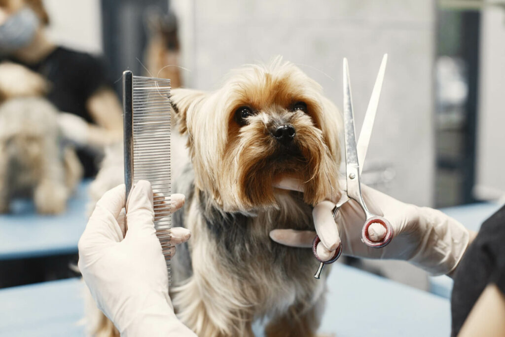 picture of a dog being groomed