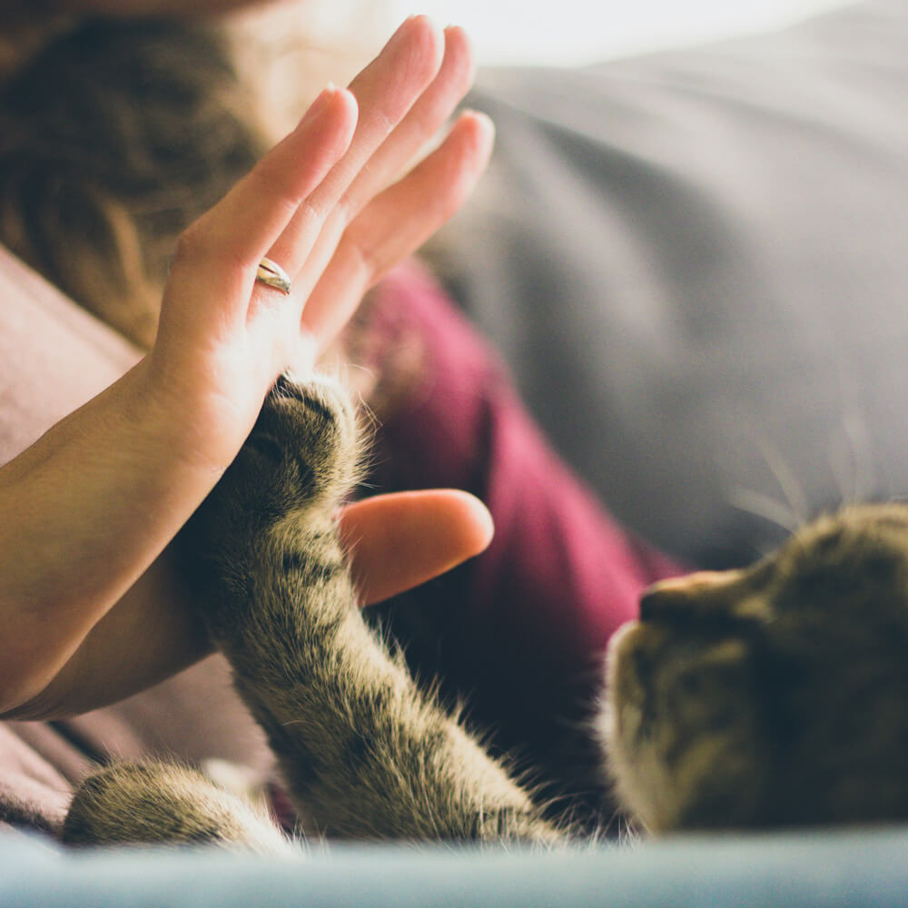 cat giving a high five to a person