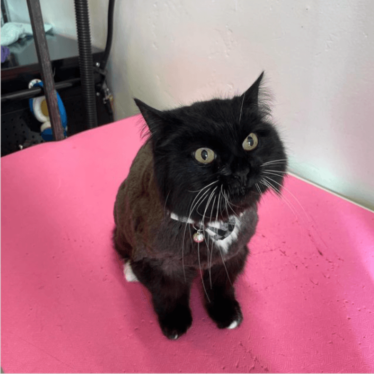 cat groomed by Pet Spa in Boise