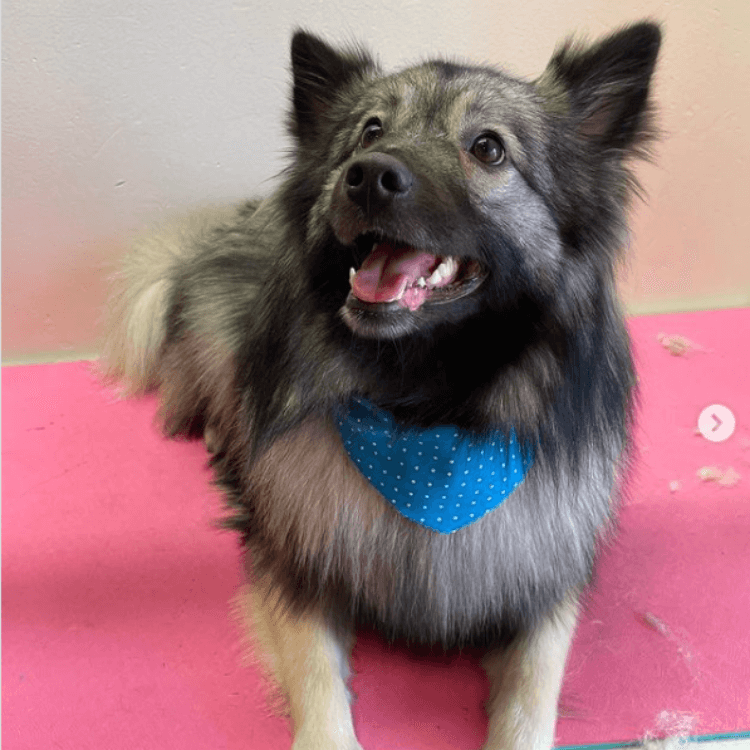 dog groomed by Pet Spa in Boise