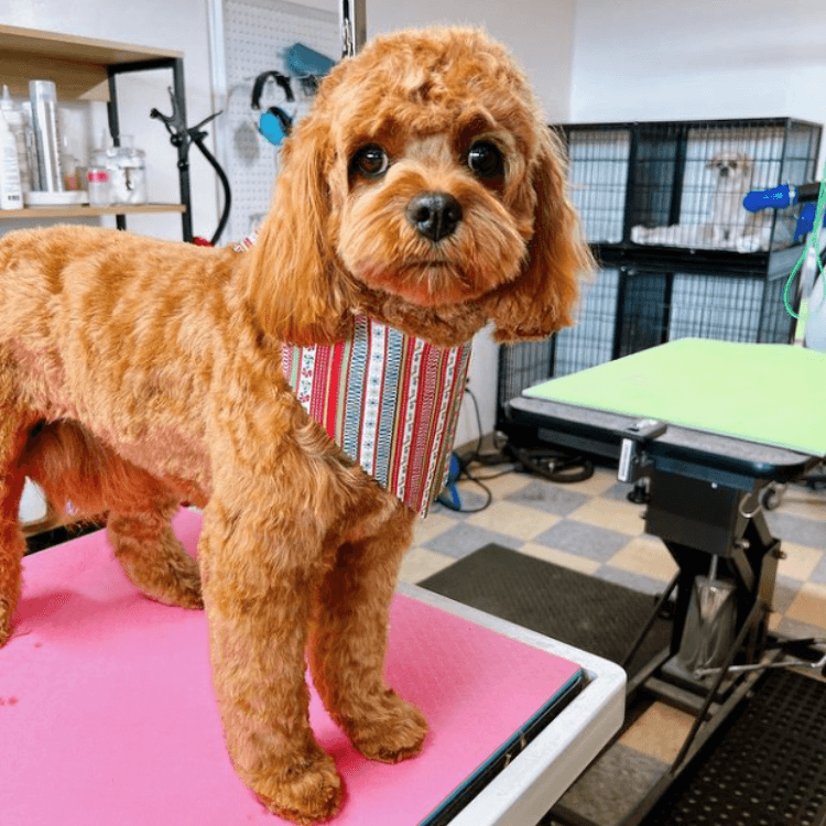 dog groomed by Pet Spa in Boise