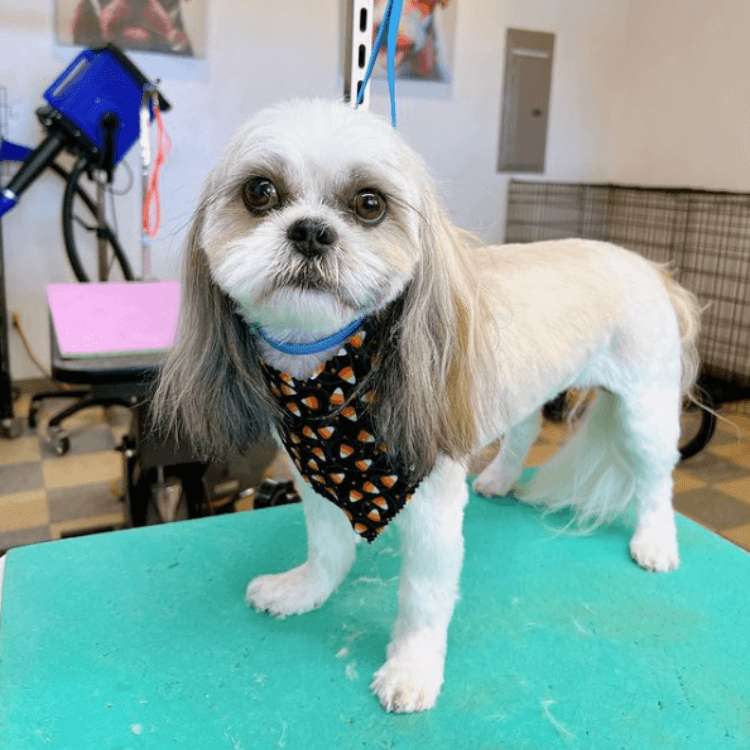 dog groomed by Pet Spa in Boise