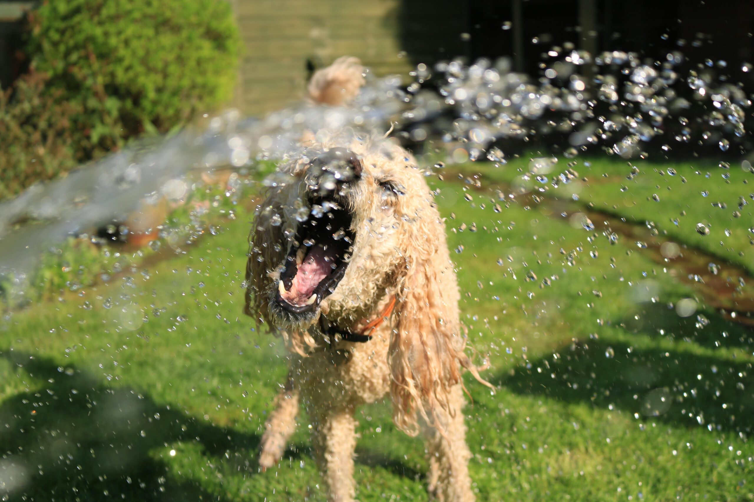 dog having fun in sprinkler