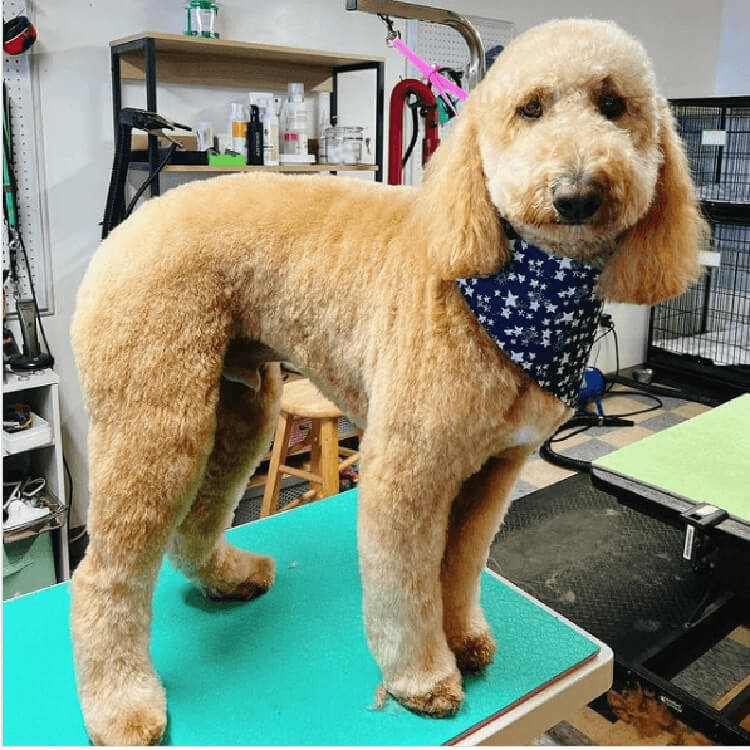 dog after being groomed