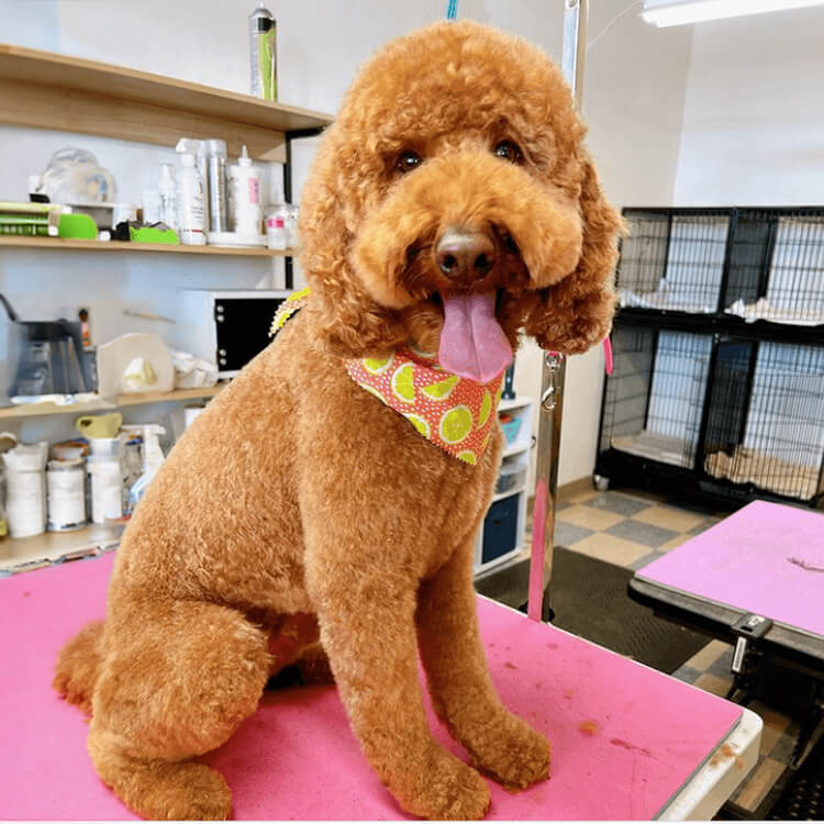 dog after being groomed