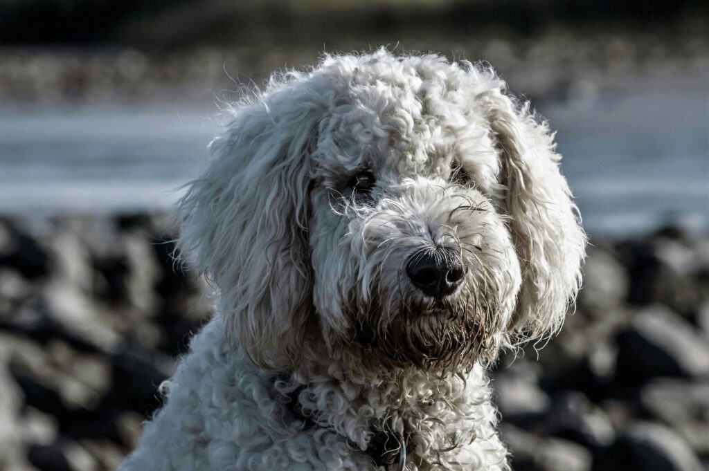 muddy dog with long hair