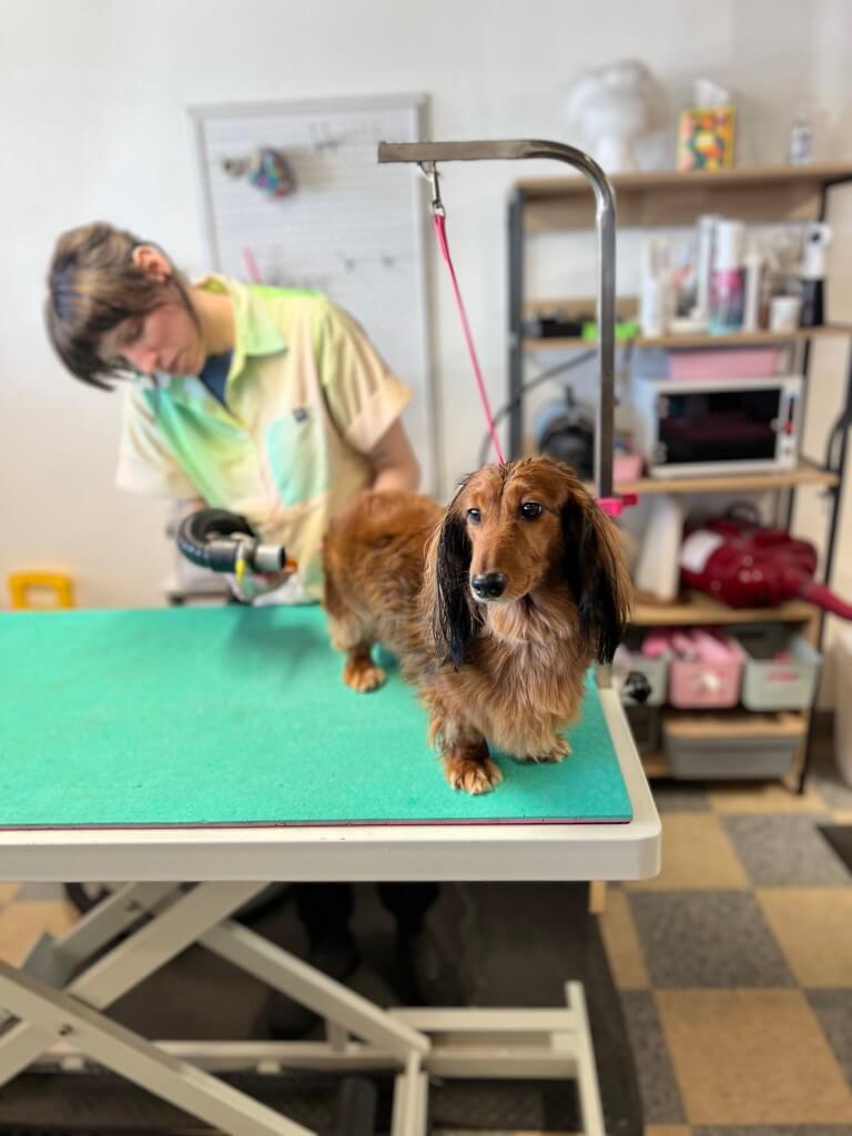 drying a dog after bathing