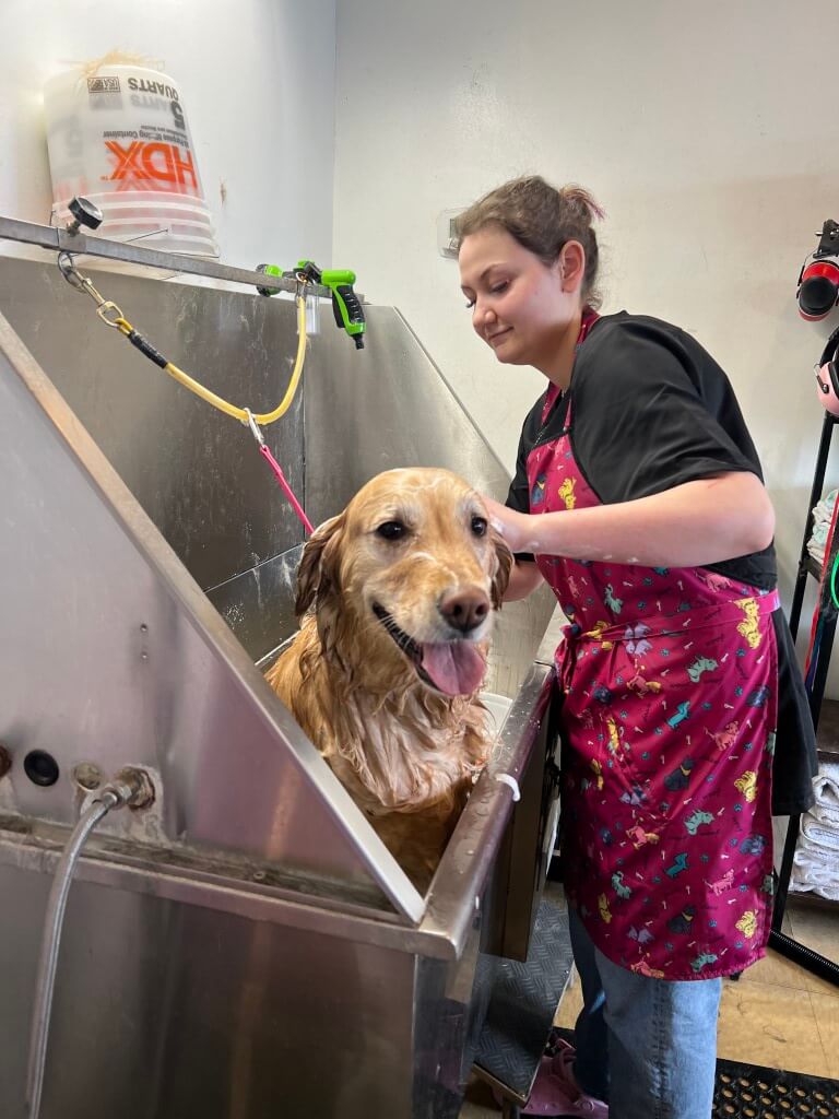 shampooing a dog