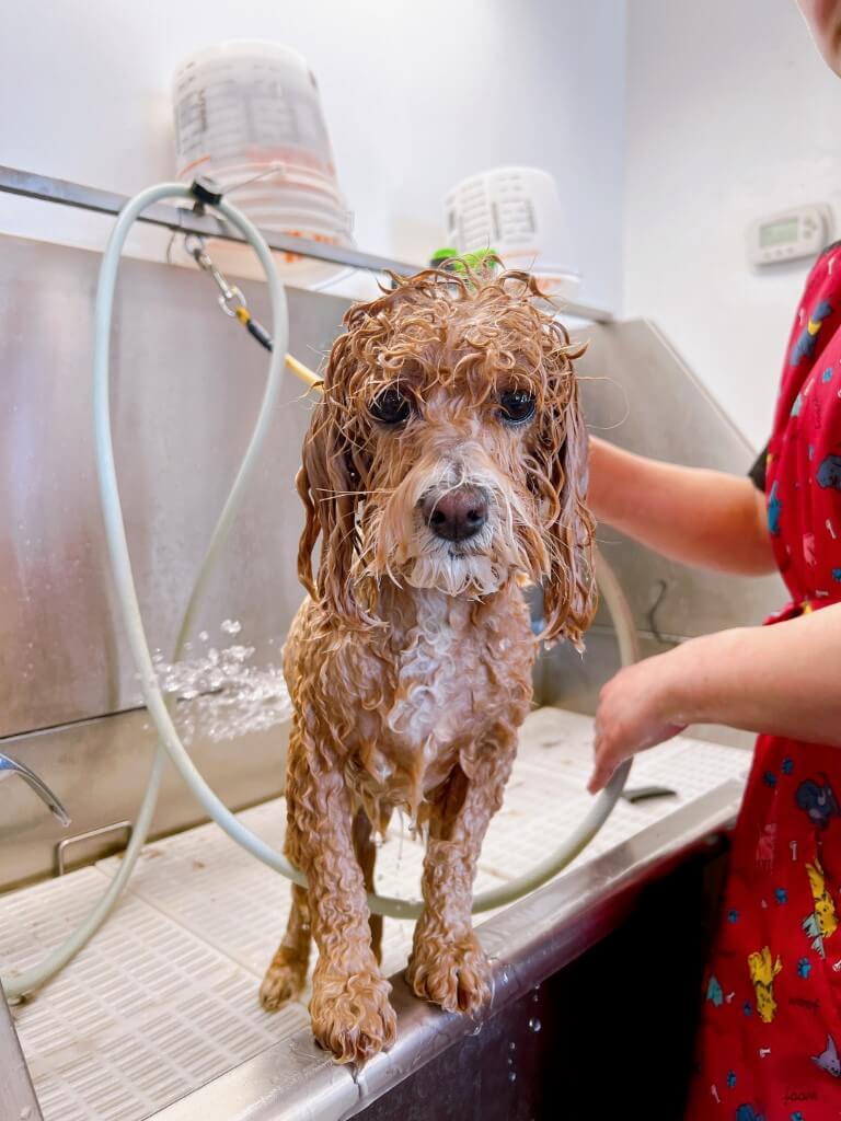 dog getting conditioner rinsed off