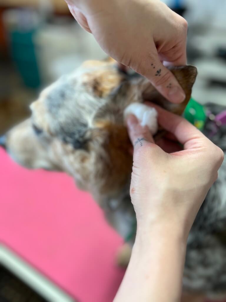 cleaning a dog's ear