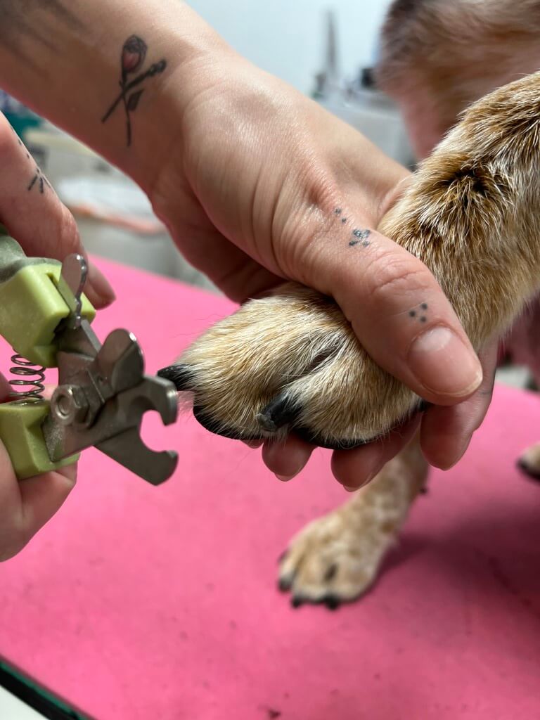 clipping dog's nails