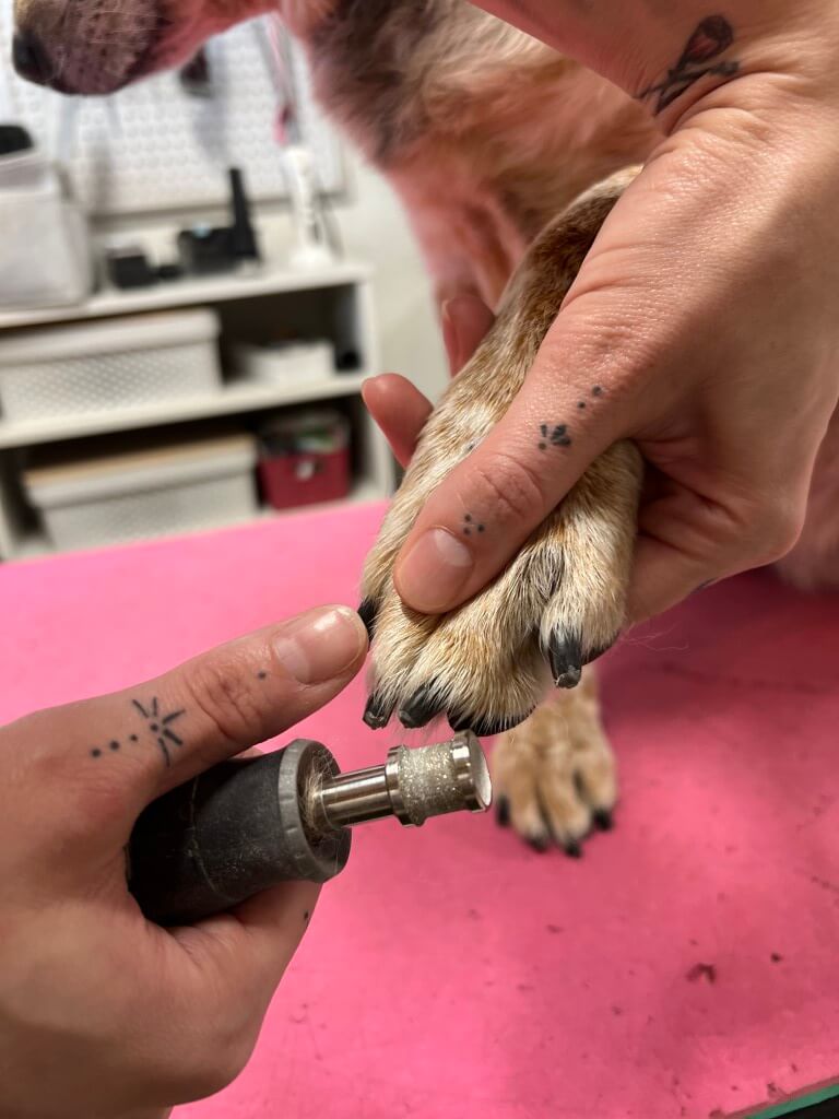 grinding dog's nails