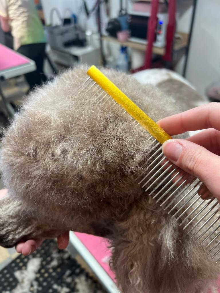 combing a dog's hair