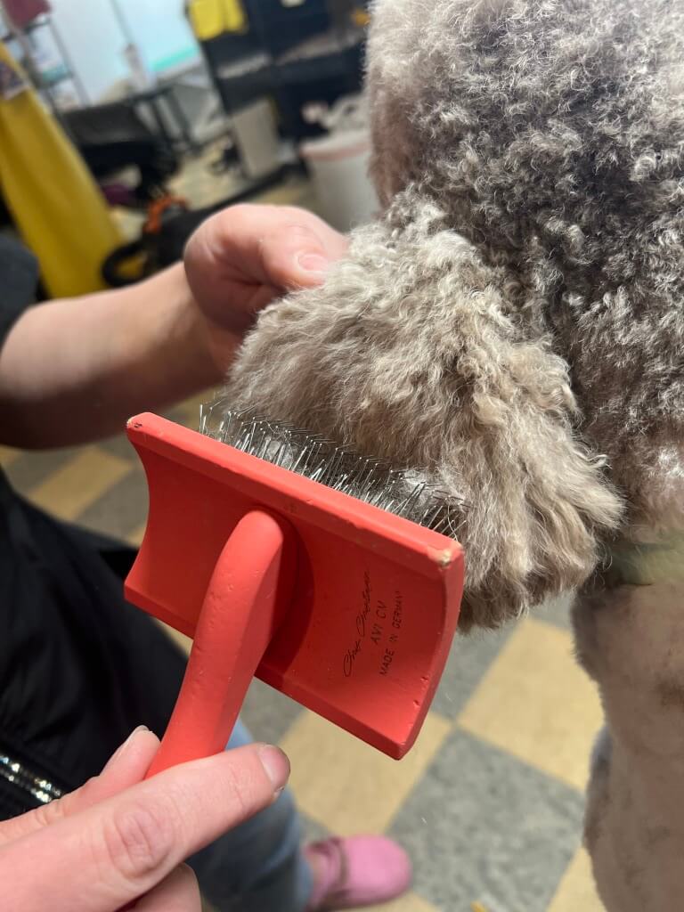 brushing a dog's ear hair