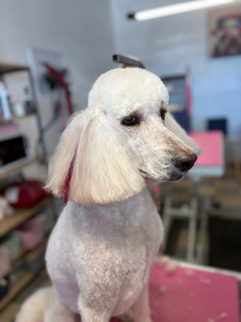 poodle with tinsel added to ear hair