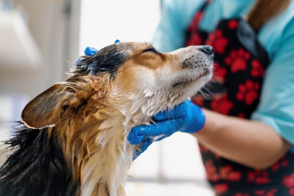 Shampooing a dog