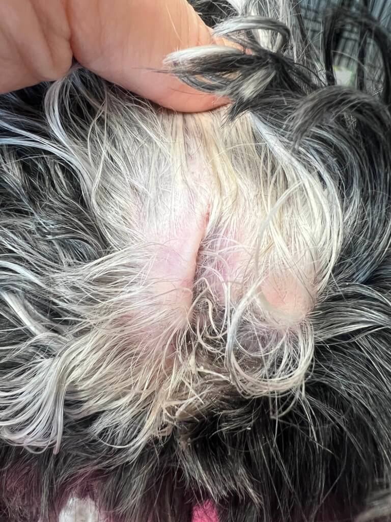 trimming a dog's ear hair