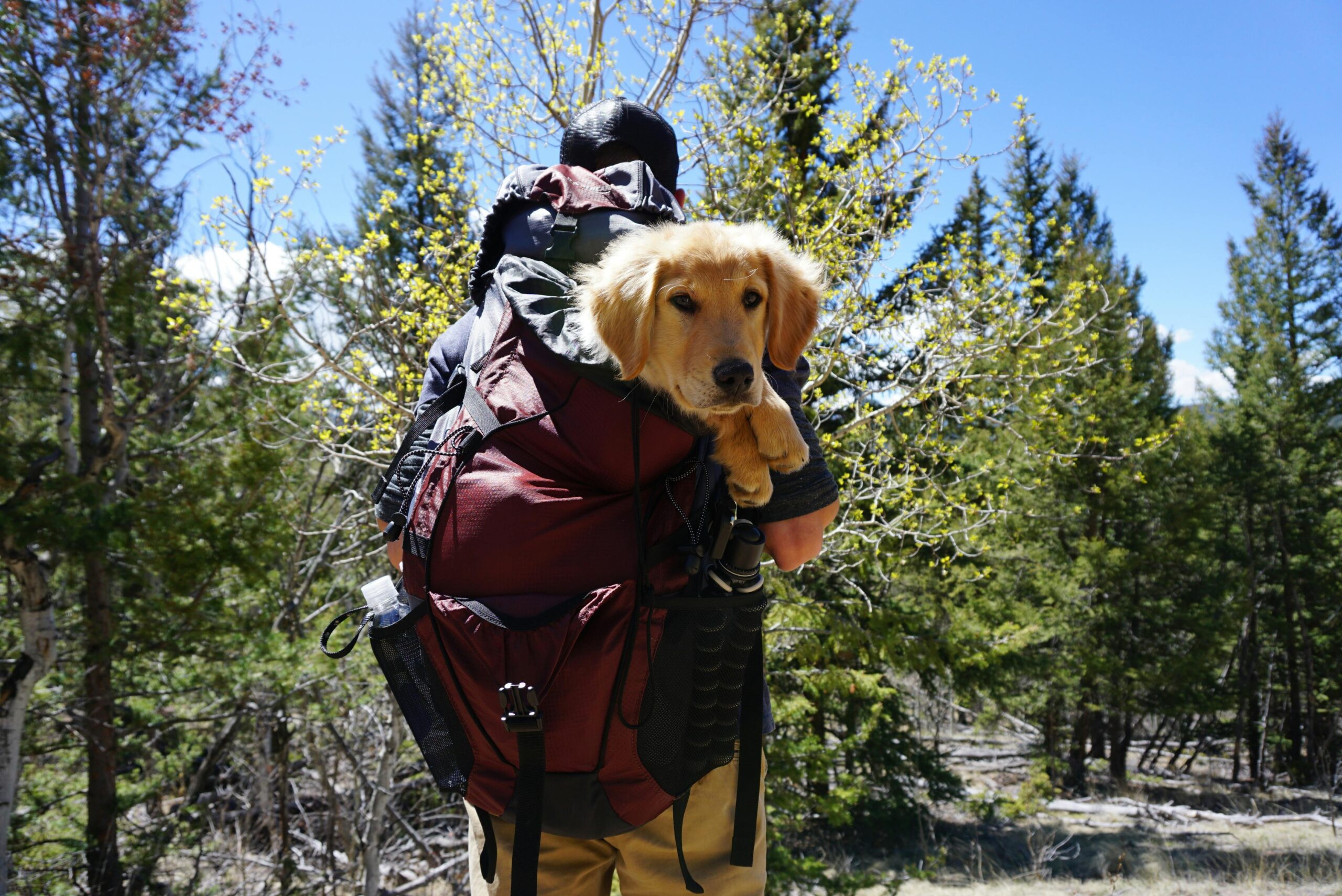 a dog in a backpack. going to hiking