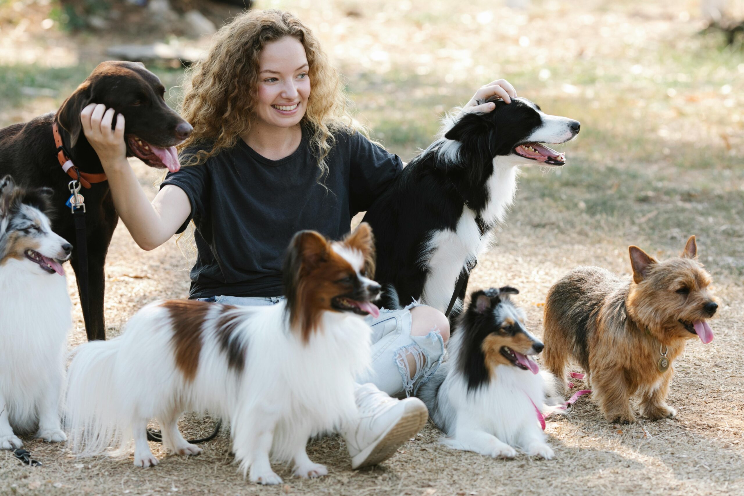 multiple dogs and woman