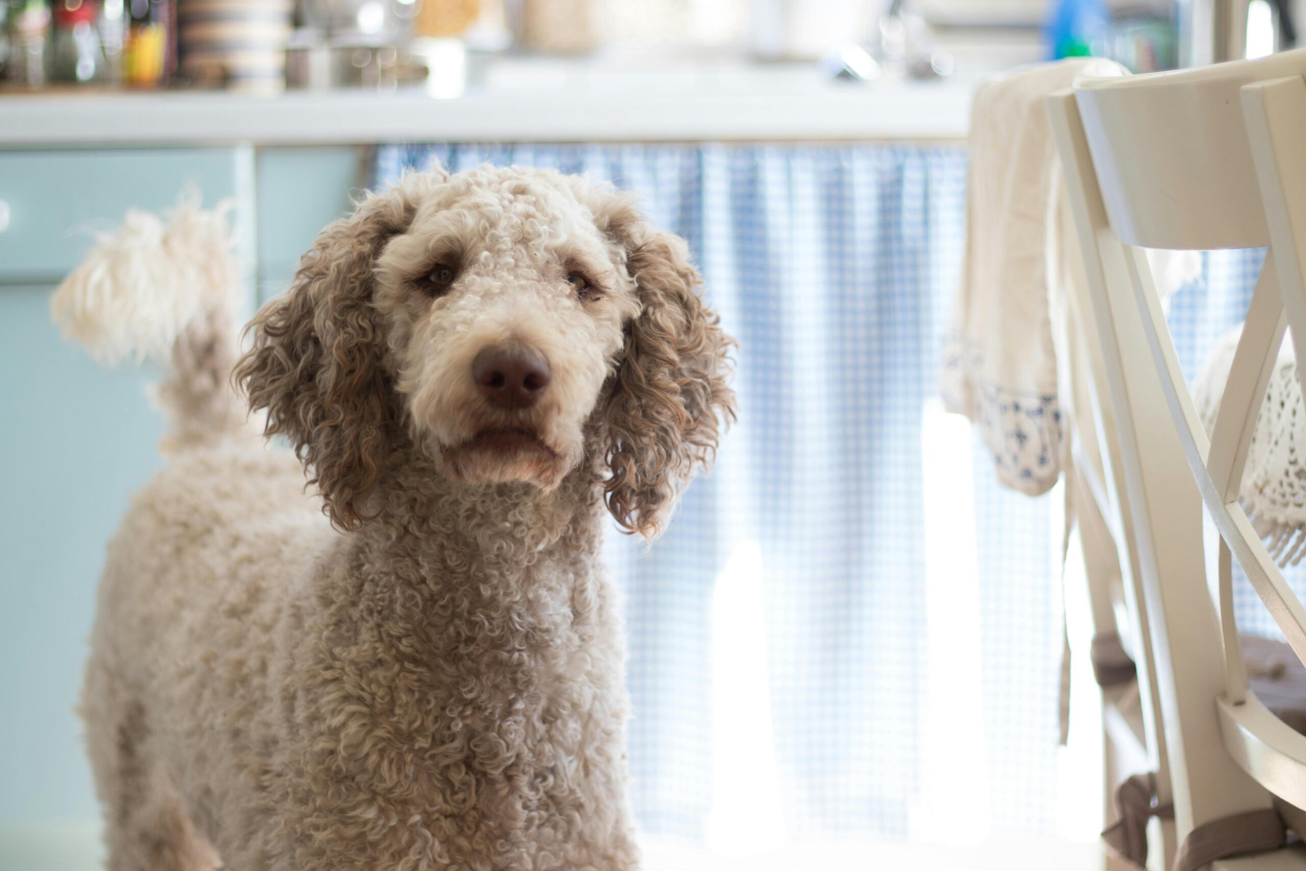 one beige standard poodle. short hair