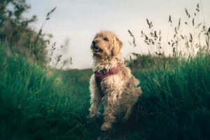 dog in nature